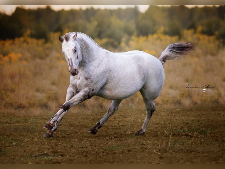 Pony de las Américas Semental 21 años 135 cm Alazán-tostado in Quitzdorf am see