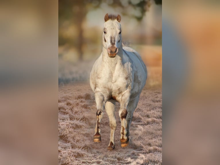 Pony de las Américas Semental 21 años 135 cm Alazán-tostado in Quitzdorf am see