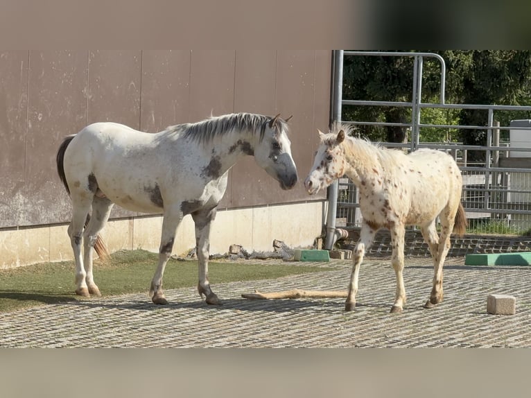 Pony de las Américas Semental 3 años 140 cm Atigrado/Moteado in Waldshut-Tiengen