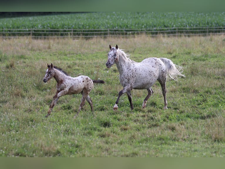 Pony de las Américas Semental Potro (04/2024) 130 cm Atigrado/Moteado in Waldshut-Tiengen