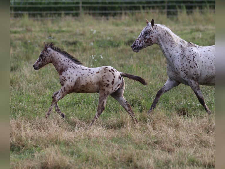 Pony de las Américas Semental Potro (04/2024) 130 cm Atigrado/Moteado in Waldshut-Tiengen