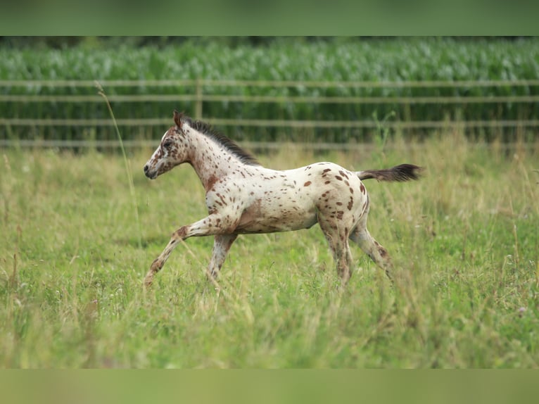 Pony de las Américas Semental Potro (04/2024) 130 cm Atigrado/Moteado in Waldshut-Tiengen