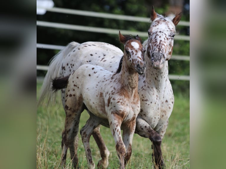 Pony de las Américas Semental Potro (04/2024) 130 cm Atigrado/Moteado in Waldshut-Tiengen