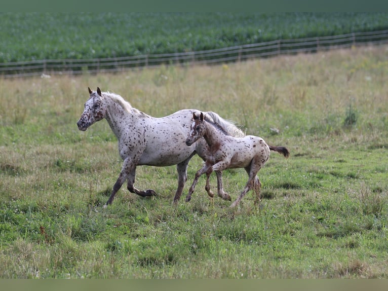 Pony de las Américas Semental Potro (04/2024) 130 cm Atigrado/Moteado in Waldshut-Tiengen