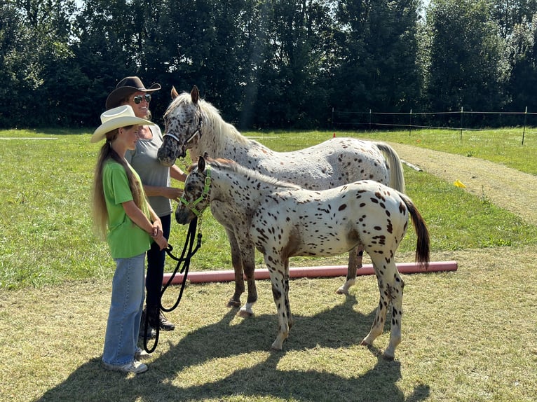 Pony de las Américas Semental Potro (04/2024) 130 cm Atigrado/Moteado in Waldshut-Tiengen