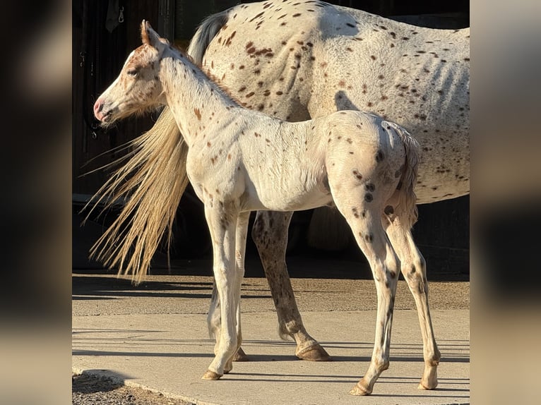 Pony de las Américas Semental Potro (06/2025) 138 cm Atigrado/Moteado in Waldshut-Tiengen