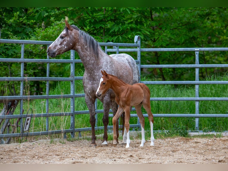 Pony de las Américas Semental Potro (05/2026) 145 cm Alazán in Quitzdorf am See
