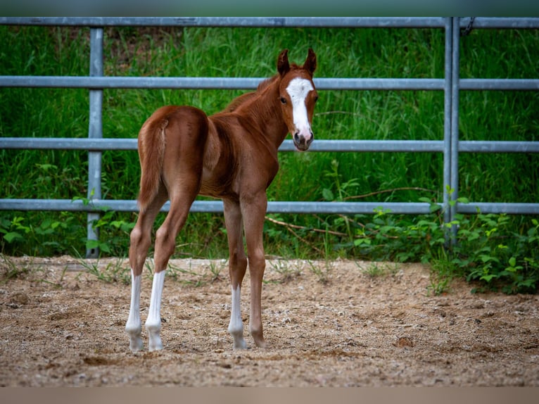 Pony de las Américas Semental Potro (05/2026) 145 cm Alazán in Quitzdorf am See
