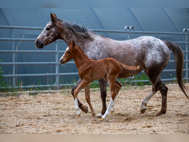 Pony de las Américas Semental Potro (05/2026) 145 cm Alazán in Quitzdorf am See