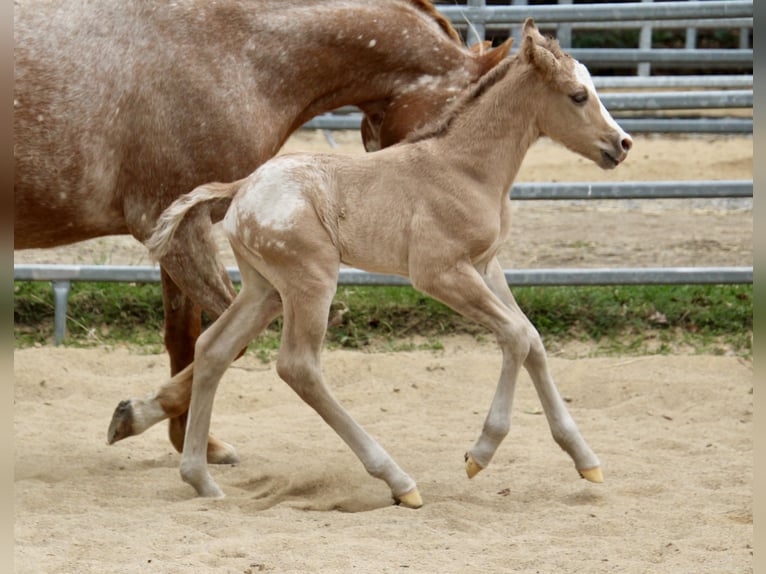 Pony de las Américas Semental Potro (01/2026) 145 cm Red Dun/Cervuno in Quitzdorf am See