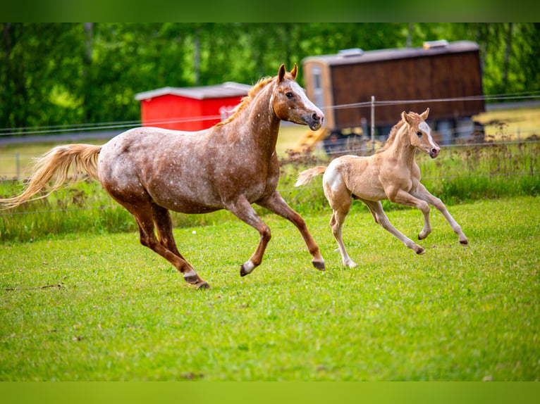 Pony de las Américas Semental Potro (01/2026) 145 cm Red Dun/Cervuno in Quitzdorf am See