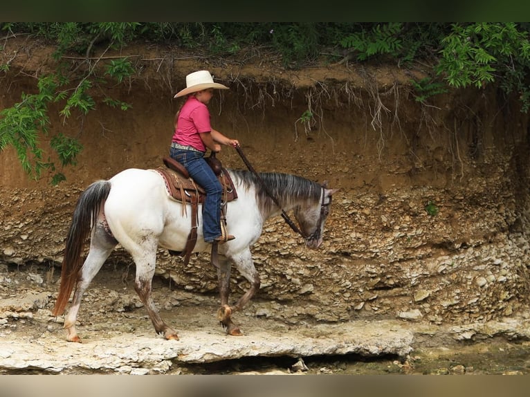 Pony de las Américas Yegua 11 años in Joshua, TX