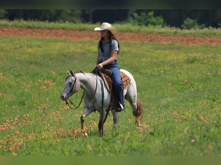 Pony de las Américas Yegua 11 años in Joshua, TX