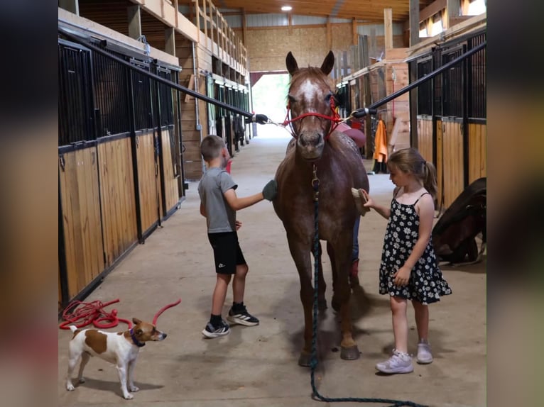 Pony de las Américas Yegua 12 años 132 cm Alazán-tostado in Howell