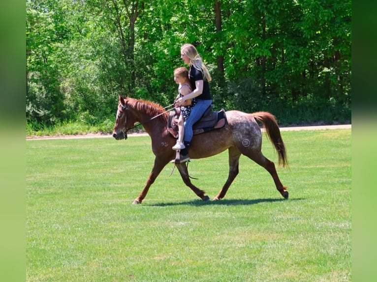 Pony de las Américas Yegua 12 años 132 cm Alazán-tostado in Howell