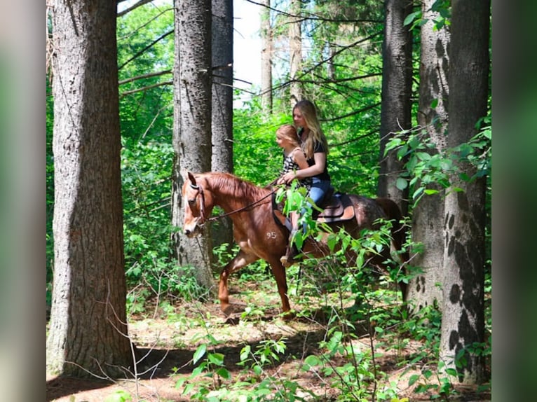 Pony de las Américas Yegua 12 años 132 cm Alazán-tostado in Howell
