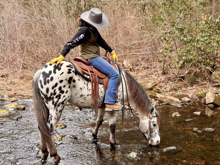 Pony de las Américas Yegua 12 años 135 cm in Granville