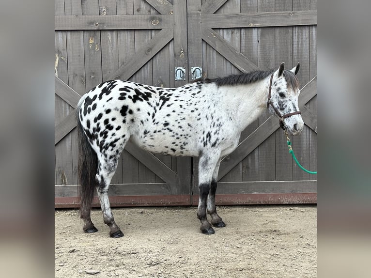 Pony de las Américas Yegua 12 años 135 cm in Granville