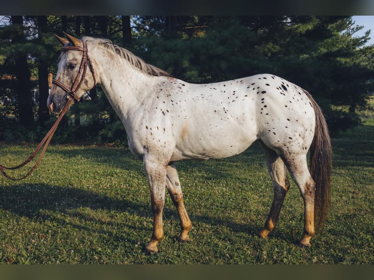Pony de las Américas Yegua 12 años in Hilliard, OH