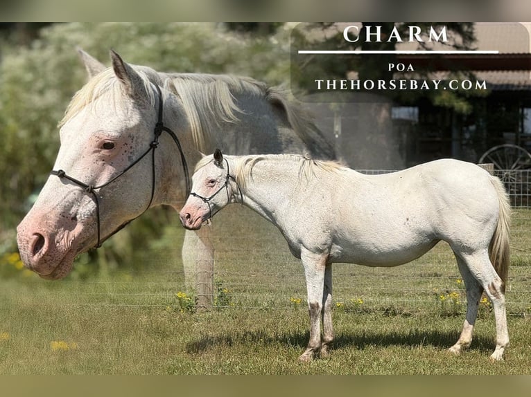 Pony de las Américas Yegua 13 años 145 cm White/Blanco in Rattan, OK