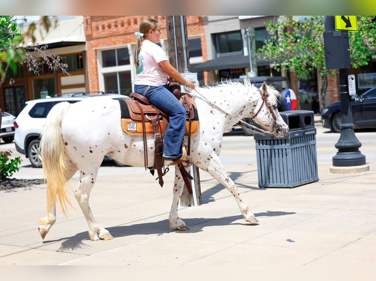 Pony de las Américas Yegua 14 años  in Terrell