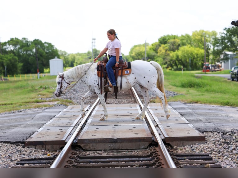 Pony de las Américas Yegua 14 años  in Terrell