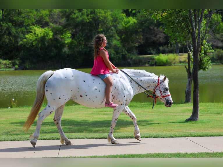 Pony de las Américas Yegua 14 años  in Terrell