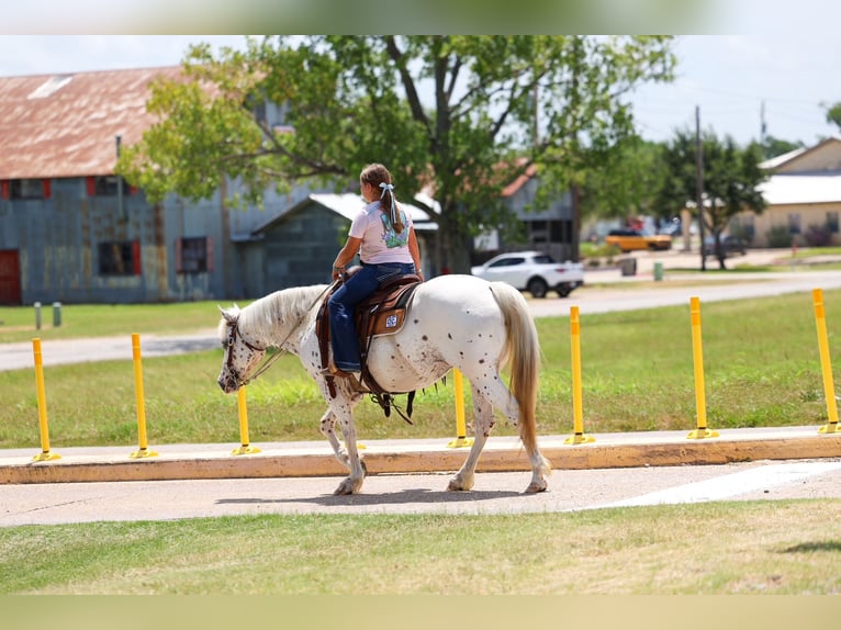 Pony de las Américas Yegua 14 años  in Terrell