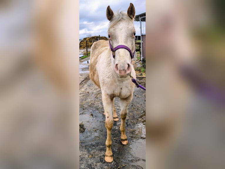 Pony de las Américas Yegua 2 años 140 cm Cremello in Landsberg