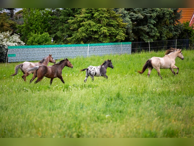 Pony de las Américas Yegua 2 años 140 cm Negro in Quitzdorf am See