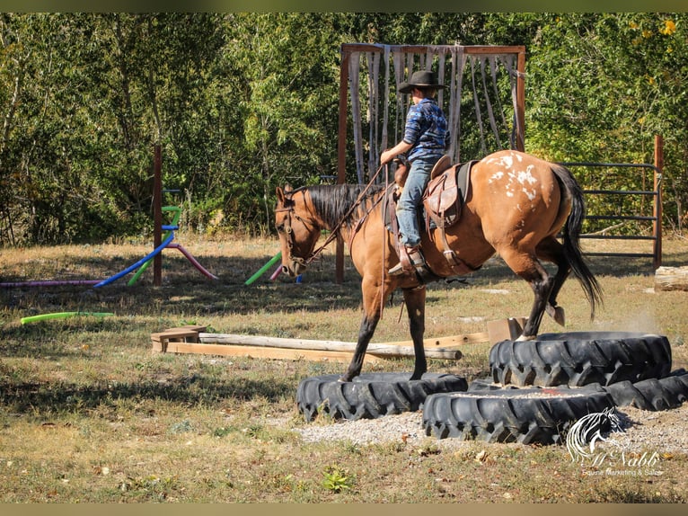 Pony de las Américas Yegua 3 años 145 cm Bayo in Cody WY