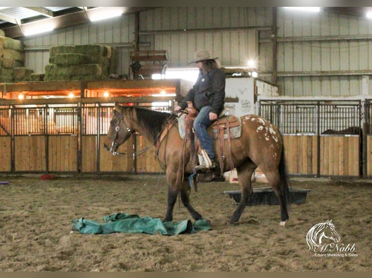 Pony de las Américas Yegua 3 años 145 cm Bayo in Cody WY