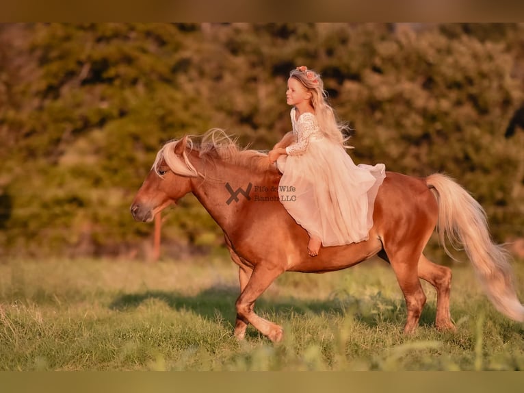 Pony de las Américas Yegua 4 años 109 cm Castaño rojizo in Macomb, OK