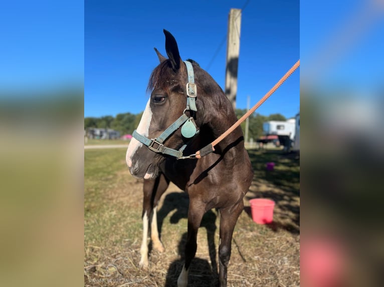 Pony de las Américas Yegua 4 años 132 cm Negro in Albany, KY