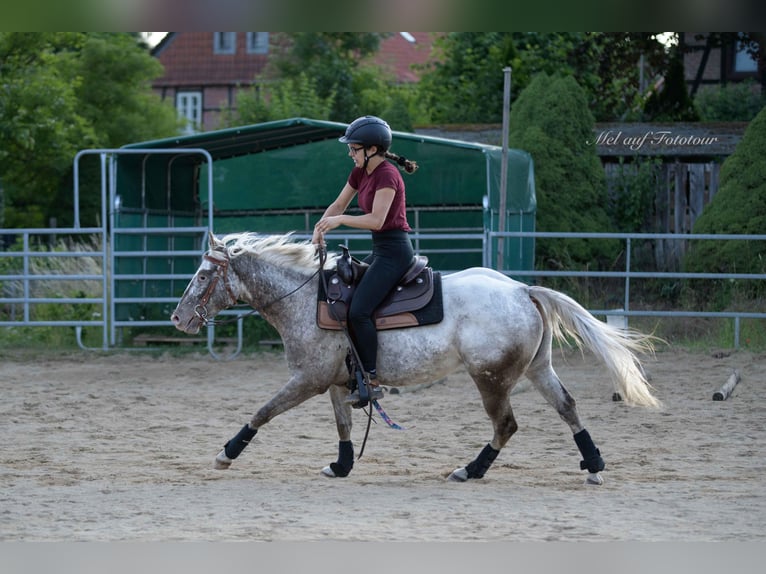 Pony de las Américas Yegua 4 años 142 cm Atigrado/Moteado in Holle