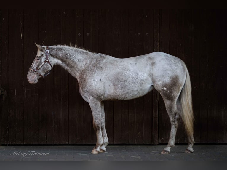 Pony de las Américas Yegua 4 años 142 cm Atigrado/Moteado in Holle