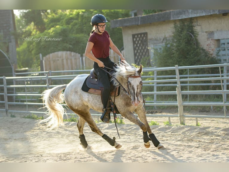 Pony de las Américas Yegua 4 años 142 cm Atigrado/Moteado in Holle
