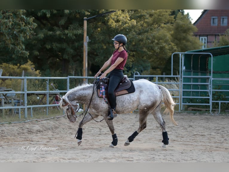 Pony de las Américas Yegua 4 años 142 cm Atigrado/Moteado in Holle