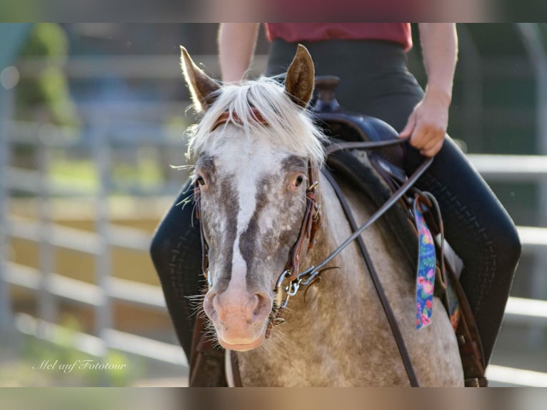 Pony de las Américas Yegua 4 años 142 cm Atigrado/Moteado in Holle