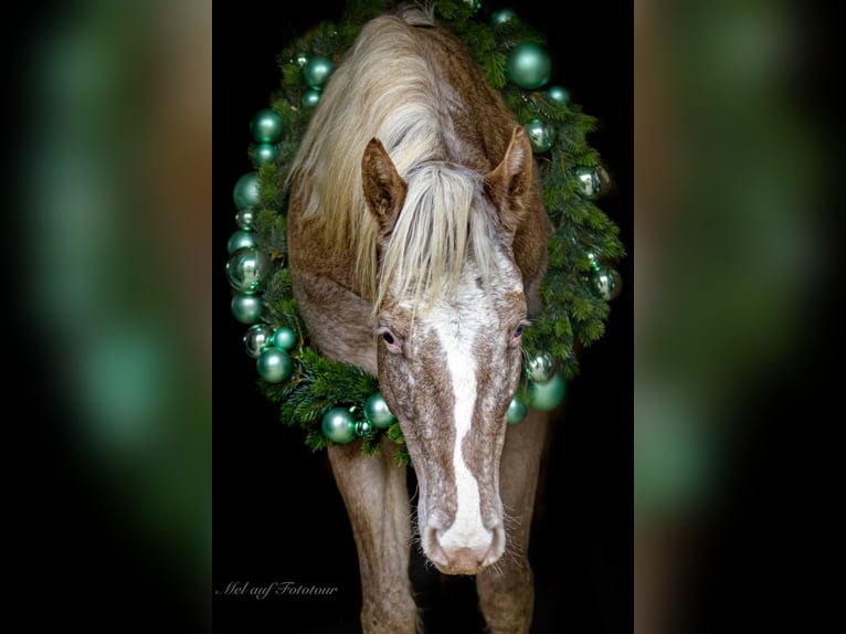 Pony de las Américas Yegua 4 años 142 cm Atigrado/Moteado in Holle