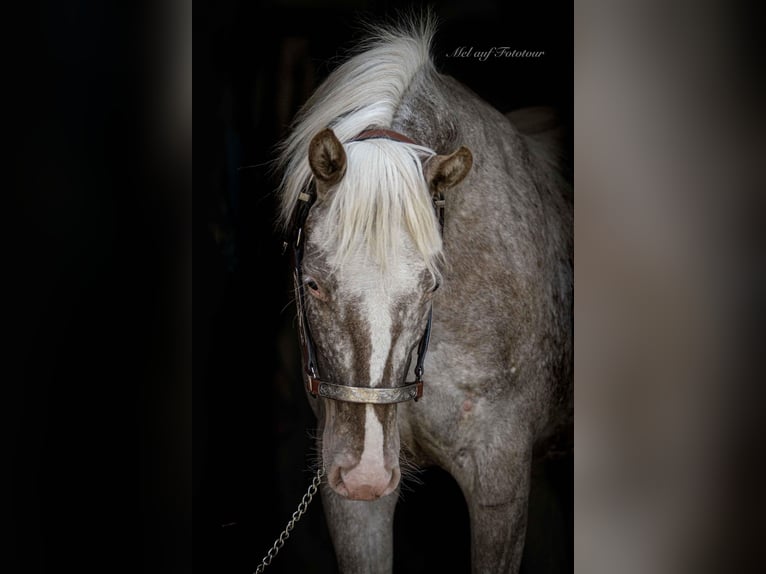 Pony de las Américas Yegua 4 años 142 cm Atigrado/Moteado in Holle