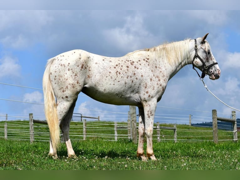 Pony de las Américas Yegua 5 años 140 cm in Rebersburg, PA