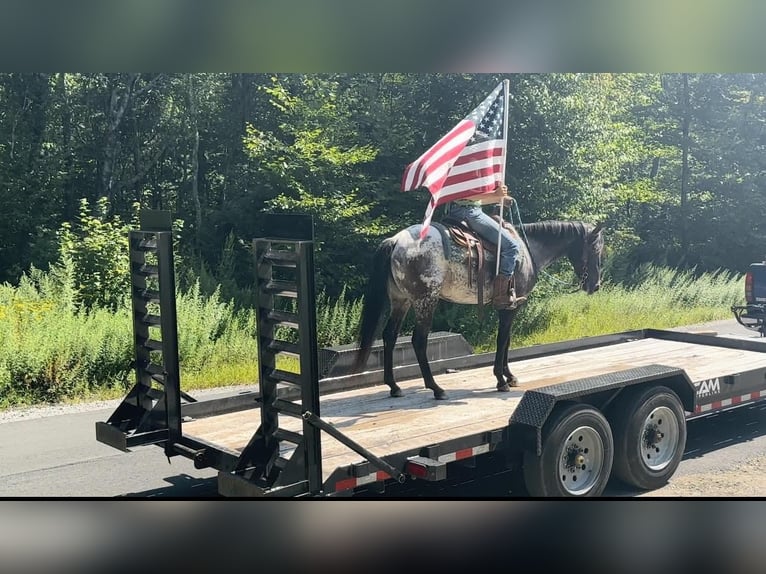 Pony de las Américas Yegua 5 años 140 cm Negro in Granville, MA