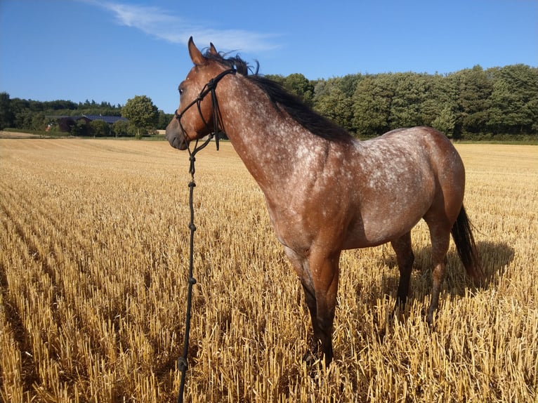 Pony de las Américas Yegua 6 años 135 cm Castaño in Weede