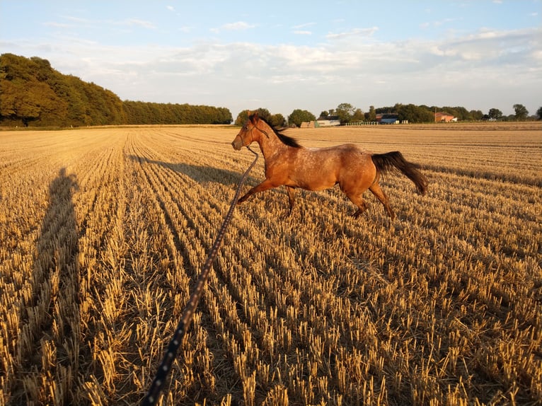 Pony de las Américas Yegua 6 años 135 cm Castaño in Weede