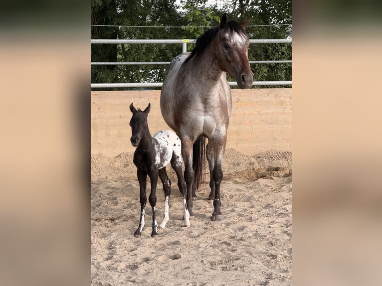 Pony de las Américas Yegua 6 años 140 cm Atigrado/Moteado in Waldshut-Tiengen
