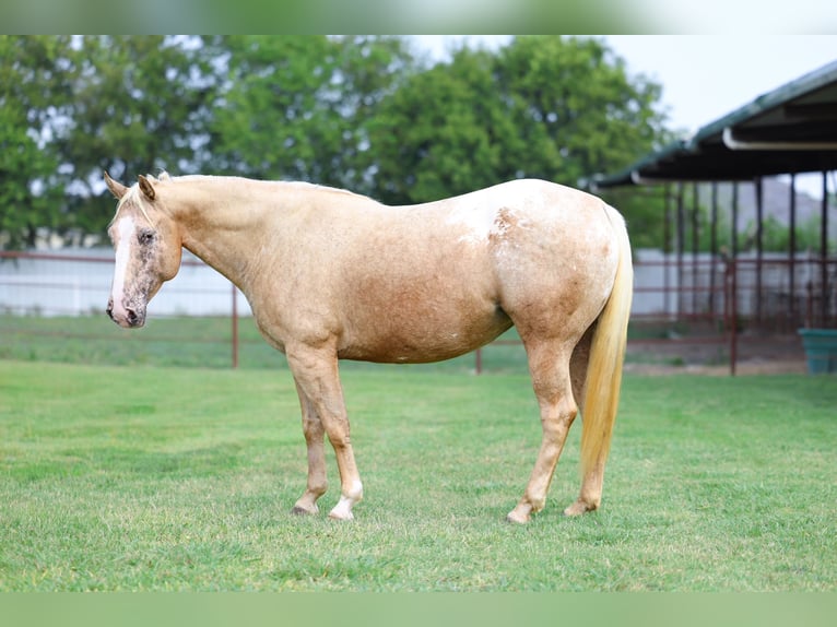 Pony de las Américas Yegua 6 años 142 cm Palomino in Forney