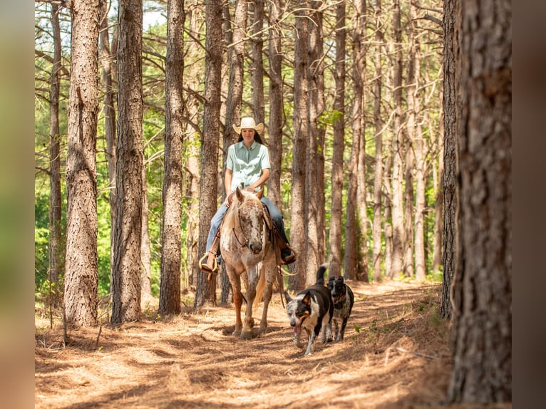 Pony de las Américas Yegua 6 años Alazán-tostado in Pittsboro