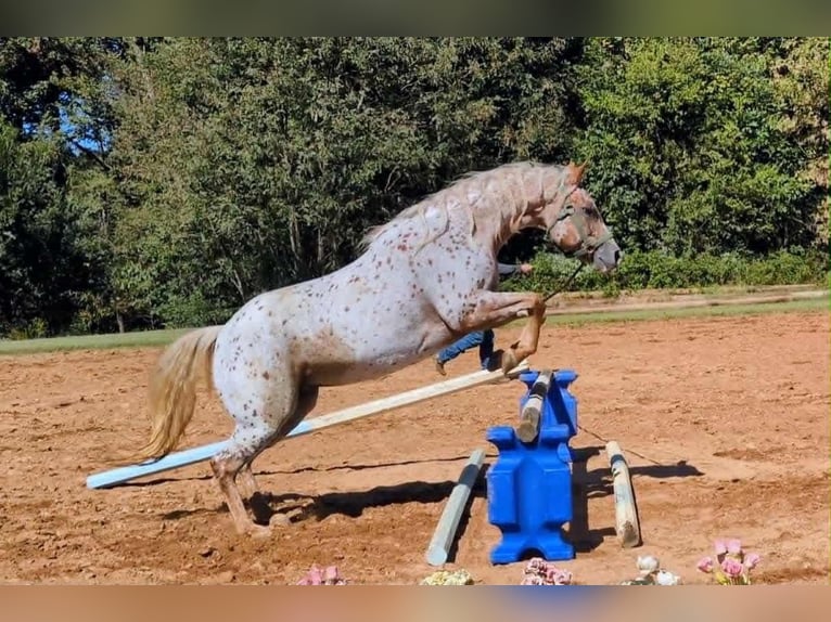 Pony de las Américas Yegua 6 años Alazán-tostado in Pittsboro