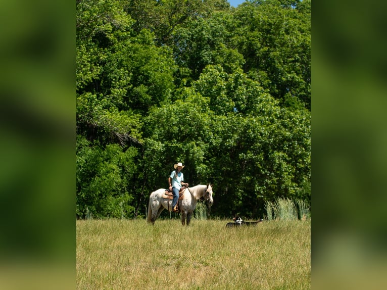 Pony de las Américas Yegua 6 años Alazán-tostado in Pittsboro